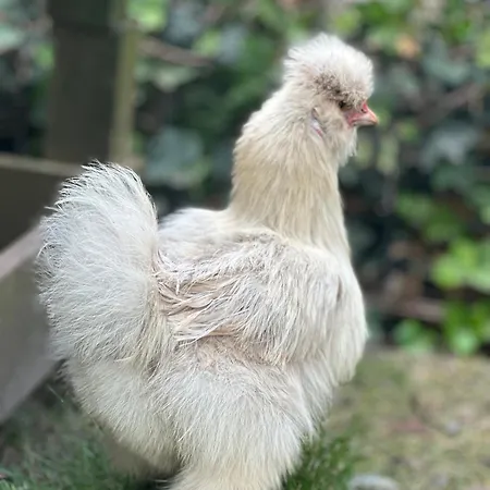 't Jisper Bed & Breakfast